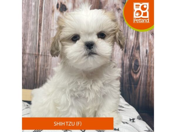 Shih Tzu Dog Female Brown / White 17676 Petland Fairfield, Ohio