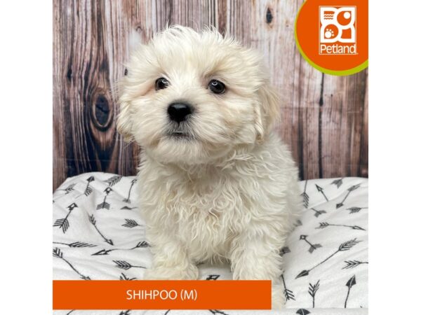 Shihpoo-Dog-Male-Tan / White-17690-Petland Fairfield, Ohio