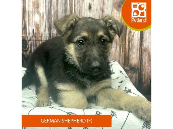 German Shepherd Dog-Dog-Female-Black / Tan-17689-Petland Fairfield, Ohio