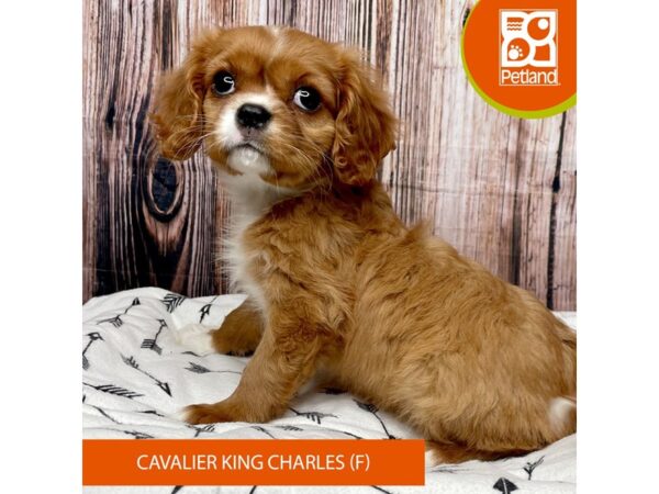 Cavalier King Charles Spaniel-Dog-Female-Ruby-17681-Petland Fairfield, Ohio