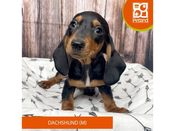 Dachshund-Dog-Male-Black / Tan-17708-Petland Fairfield, Ohio