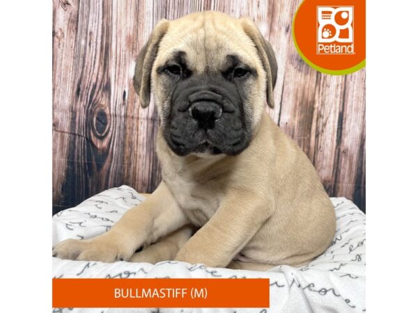 Bullmastiff Dog Male Fawn 17707 Petland Fairfield, Ohio