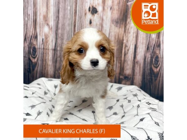 Cavalier King Charles Spaniel-Dog-Female-Blenheim-17706-Petland Fairfield, Ohio