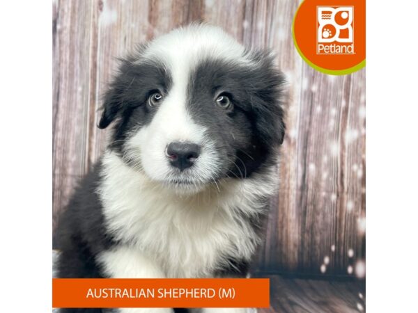 Australian Shepherd-Dog-Male-Black-17704-Petland Fairfield, Ohio