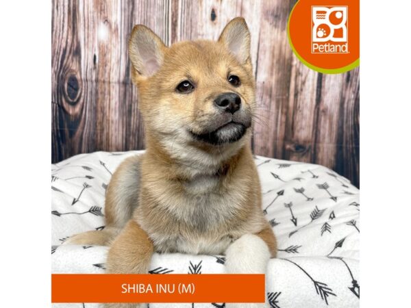 Shiba Inu Dog Male Red Sesame 17703 Petland Fairfield, Ohio