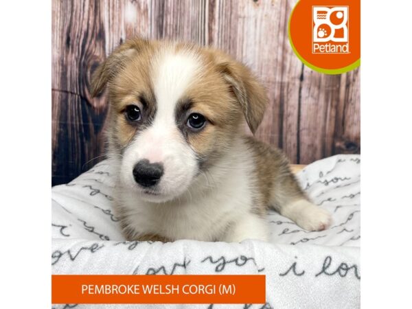 Pembroke Welsh Corgi-Dog-Male-Red-17702-Petland Fairfield, Ohio