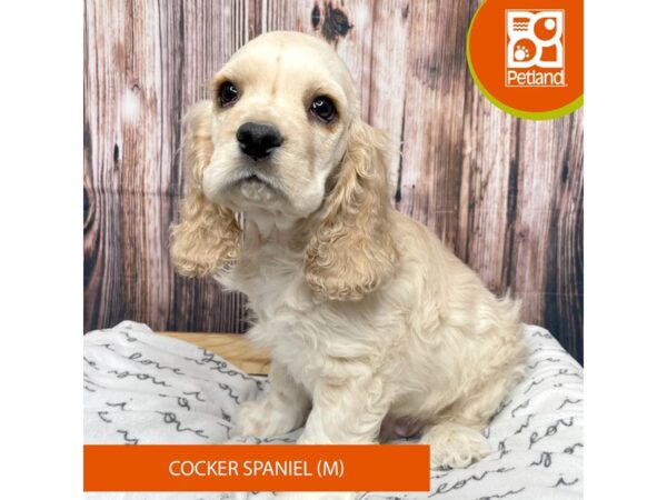 Cocker Spaniel Dog Male Buff / White 17697 Petland Fairfield, Ohio