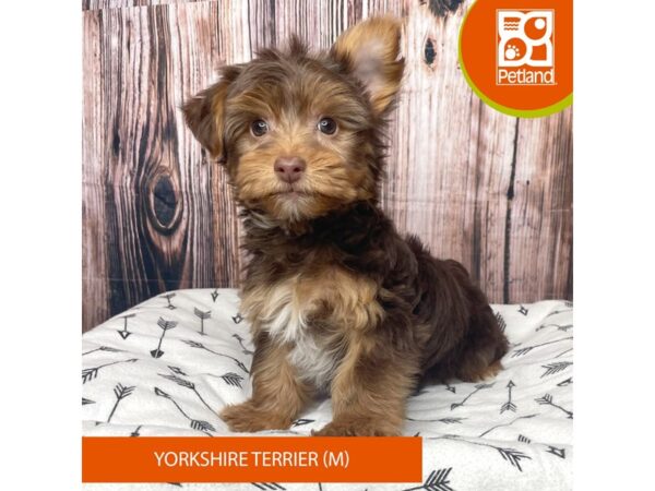 Yorkshire Terrier Dog Male 17711 Petland Fairfield, Ohio