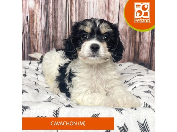 Cavachon Dog Male 17715 Petland Fairfield, Ohio