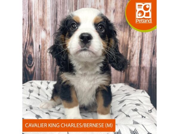 Cavalier King Charles Spaniel/Bernese Mountain Dog Dog Male Tri-Colored 17716 Petland Fairfield, Ohio