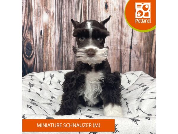 Miniature Schnauzer Dog Male Chocolate / White 17717 Petland Fairfield, Ohio