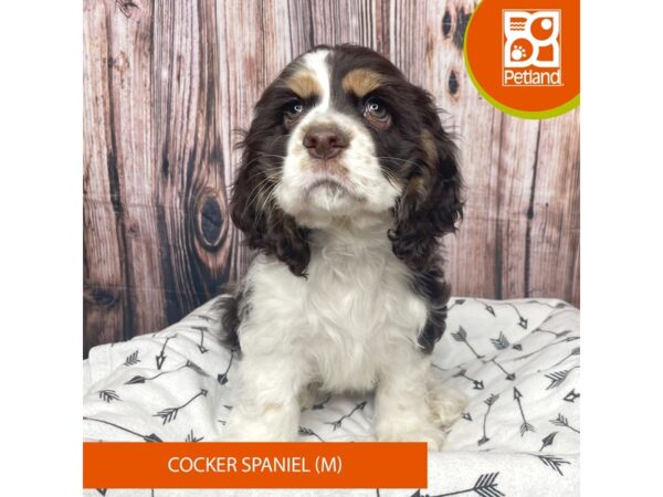 Cocker Spaniel Dog Male Chocolate / White 17730 Petland Fairfield, Ohio