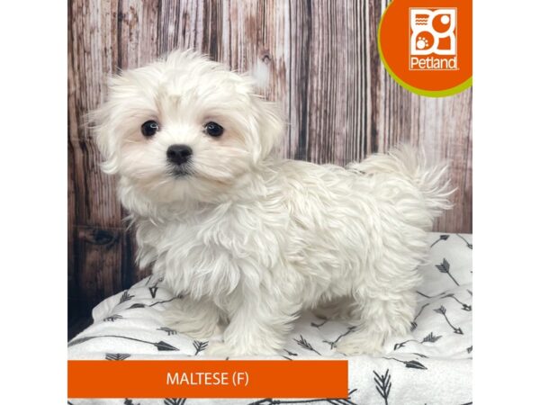 Maltese-Dog-Female-White-17724-Petland Fairfield, Ohio