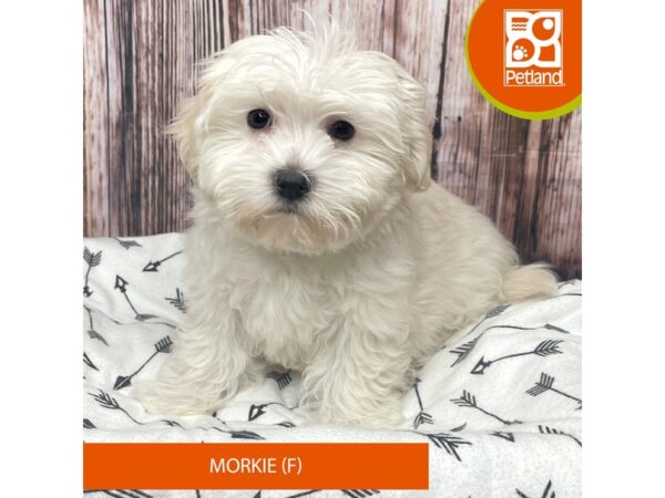 Morkie Dog Female Cream 17725 Petland Fairfield, Ohio