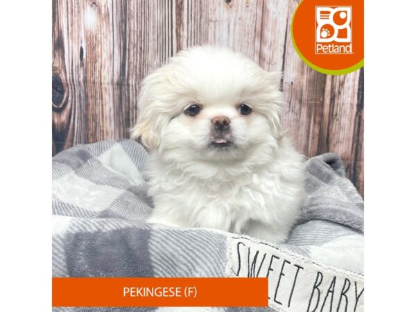 Pekingese Dog Female Cream / White 17742 Petland Fairfield, Ohio