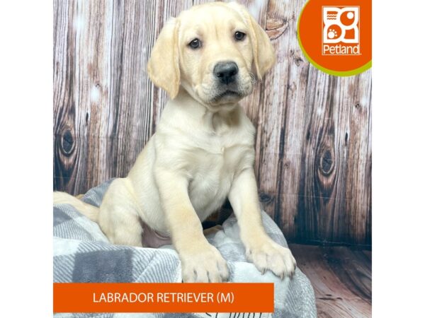 Labrador Retriever Dog Male Yellow 17741 Petland Fairfield, Ohio