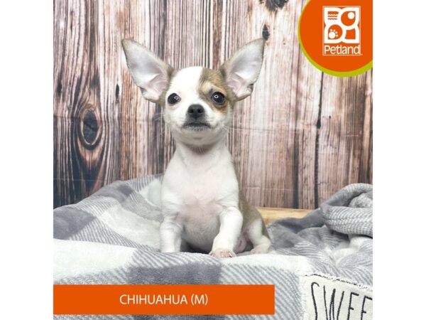 Chihuahua Dog Male White 17740 Petland Fairfield, Ohio