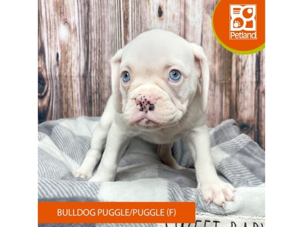 Bulldog Puggle (English Bulldog/Puggle Dog Female Fawn / White 17736 Petland Fairfield, Ohio