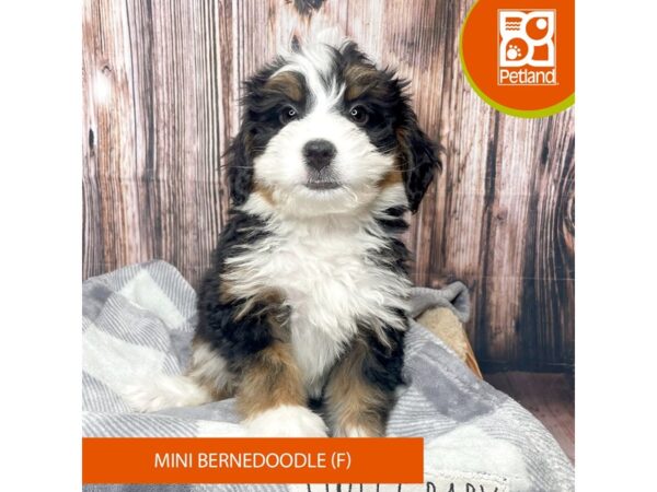 Bernedoodle Mini-Dog-Female-Tri-Colored-17735-Petland Fairfield, Ohio