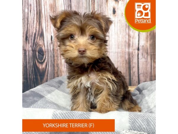 Yorkshire Terrier-Dog-Female-Chocolate / Tan-17734-Petland Fairfield, Ohio