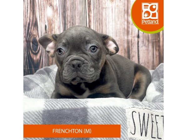 Frenchton-Dog-Male-Blue Fawn-17732-Petland Fairfield, Ohio