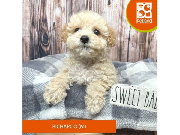 Bichapoo Dog Male Cream 17753 Petland Fairfield, Ohio