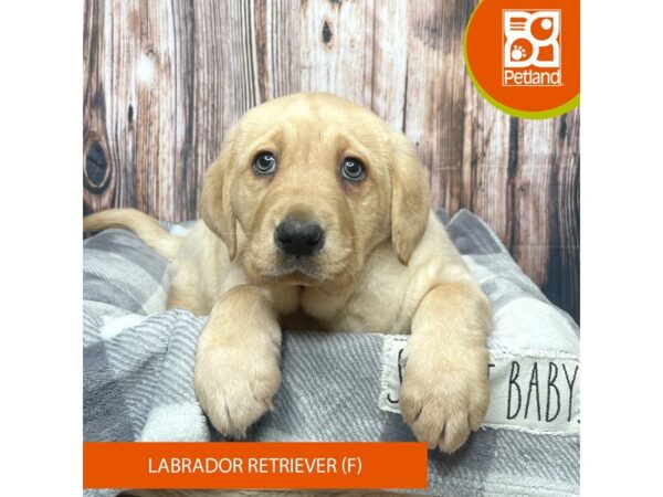 Labrador Retriever Dog Female Yellow 17752 Petland Fairfield, Ohio