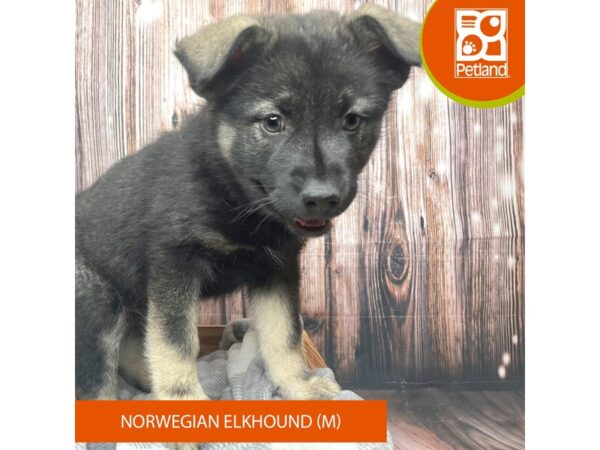 Norwegian Elkhound Dog Male Silver Gray 17751 Petland Fairfield, Ohio