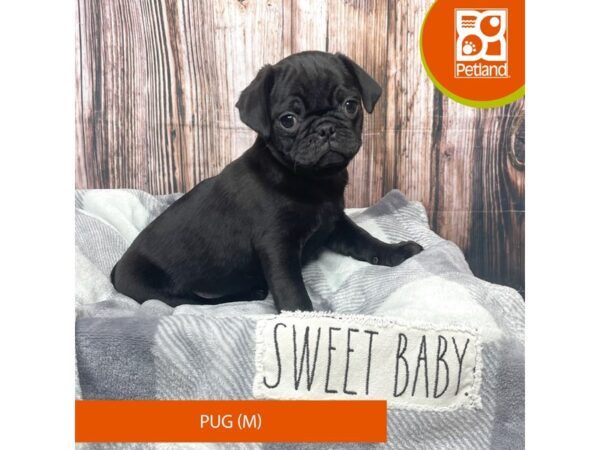 Pug-Dog-Male-Black-17749-Petland Fairfield, Ohio