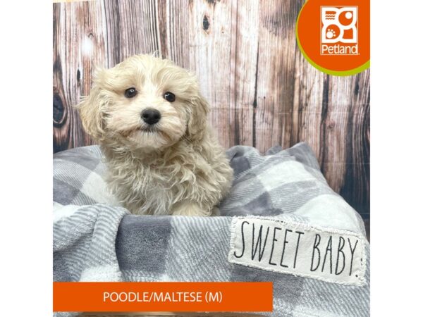 Poodle/Maltese-Dog-Male-Apricot-17746-Petland Fairfield, Ohio