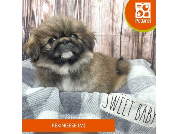 Pekingese Dog Male Brown 17745 Petland Fairfield, Ohio