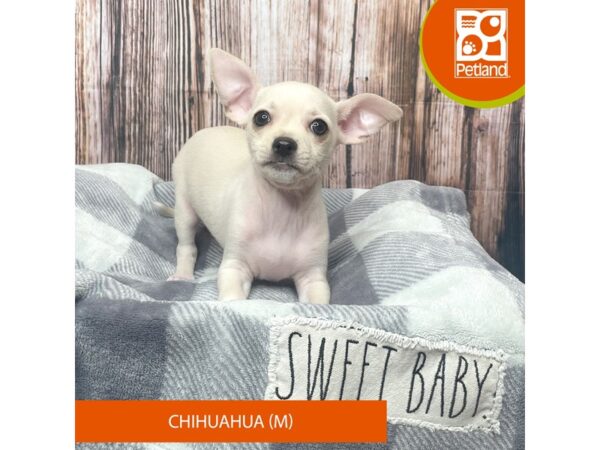 Chihuahua Dog Male Cream 17743 Petland Fairfield, Ohio