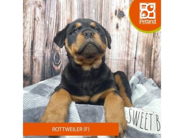 Rottweiler Dog Female Black / Tan 17759 Petland Fairfield, Ohio