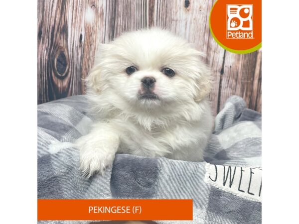 Pekingese Dog Female Cream / White 17758 Petland Fairfield, Ohio