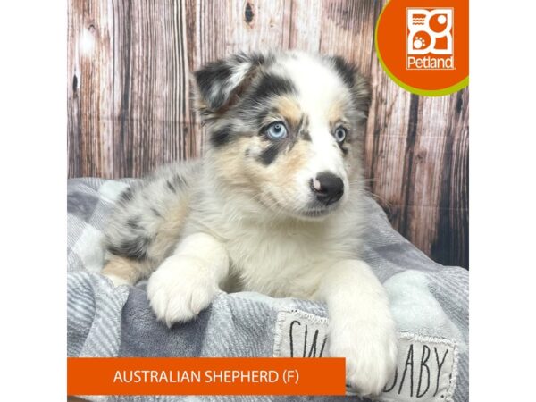 Australian Shepherd Dog Female Blue Merle 17757 Petland Fairfield, Ohio