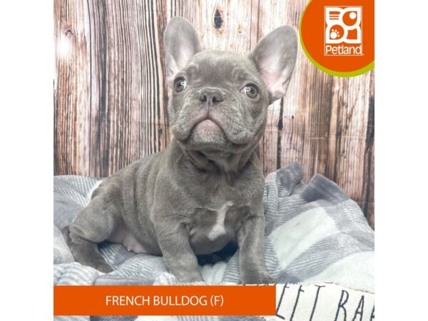 French Bulldog-Dog-Female-Blue-17756-Petland Fairfield, Ohio