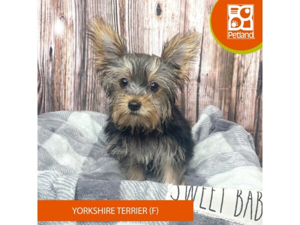 Yorkshire Terrier Dog Female Black / Tan 17755 Petland Fairfield, Ohio