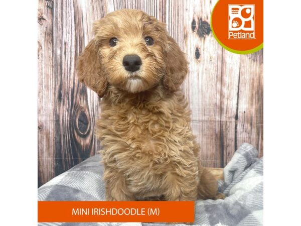 Irishdoodle Mini-Dog-Male-Red-17754-Petland Fairfield, Ohio