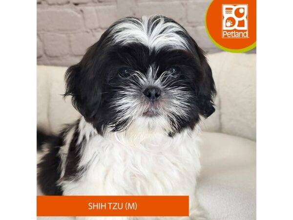 Shih Tzu Dog Male Black / White 17761 Petland Fairfield, Ohio