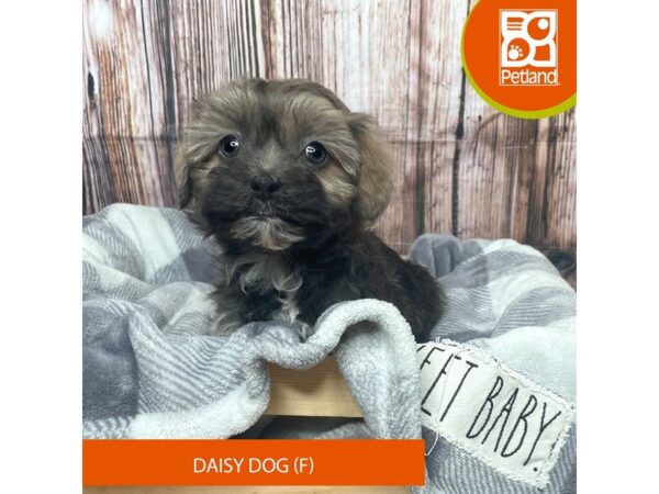 Daisy Dog-Dog-Female-Blue / White-17765-Petland Fairfield, Ohio