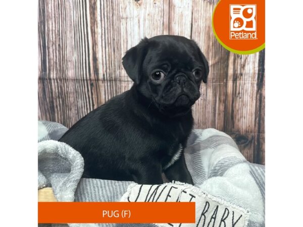 Pug-Dog-Female-Black-17764-Petland Fairfield, Ohio