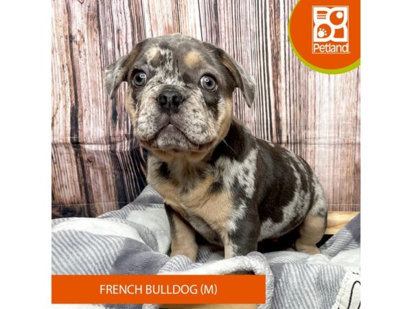 French Bulldog Dog Male Blue Merle 17771 Petland Fairfield, Ohio