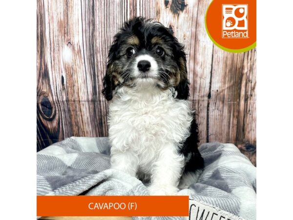 Cavapoo-Dog-Female-Tri-Colored-17770-Petland Fairfield, Ohio