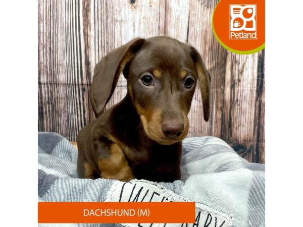 Dachshund Dog Male Chocolate 17769 Petland Fairfield, Ohio