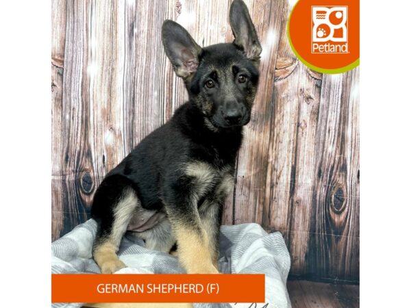 German Shepherd Dog-Dog-Female-Black / Tan-17768-Petland Fairfield, Ohio