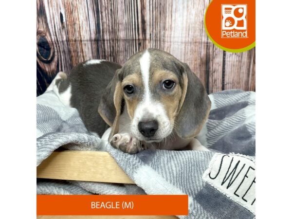 Beagle-Dog-Male-Blue Tan / White-17767-Petland Fairfield, Ohio