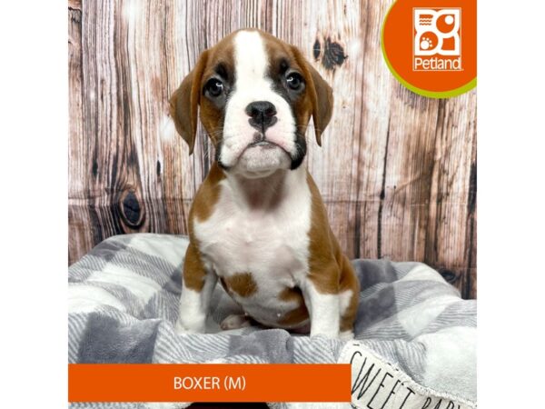 Boxer-Dog-Male-Fawn-17766-Petland Fairfield, Ohio