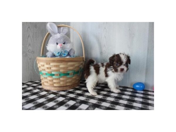 Shih Tzu Dog Male Chocolate / White 17781 Petland Fairfield, Ohio