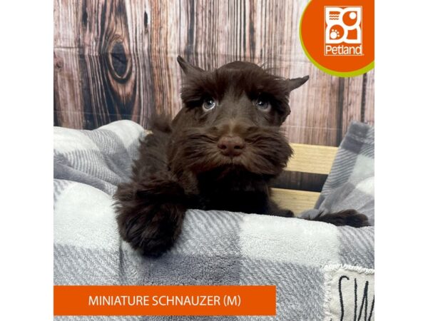 Miniature Schnauzer-Dog-Male-Liver-17782-Petland Fairfield, Ohio