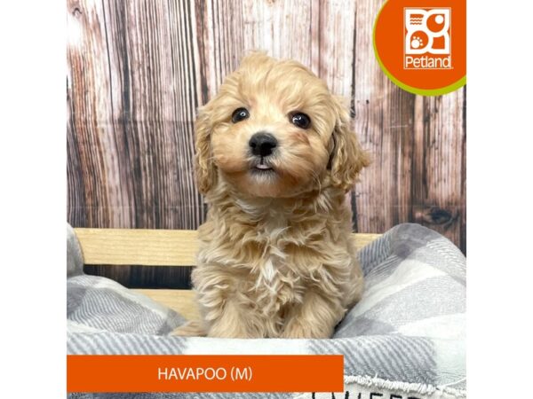 Havapoo Dog Male Tan / White 17779 Petland Fairfield, Ohio